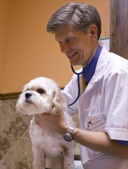 The veterinarian using his stethoscope to check a small fluffy dog
