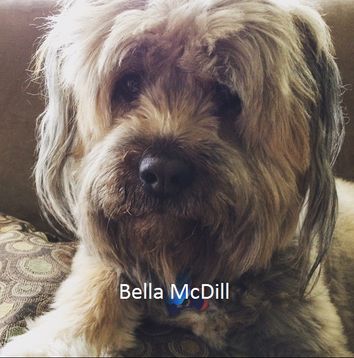 A small fluffy dog named Bella