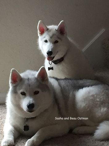 Two large white dogs named Sashaan and Beau